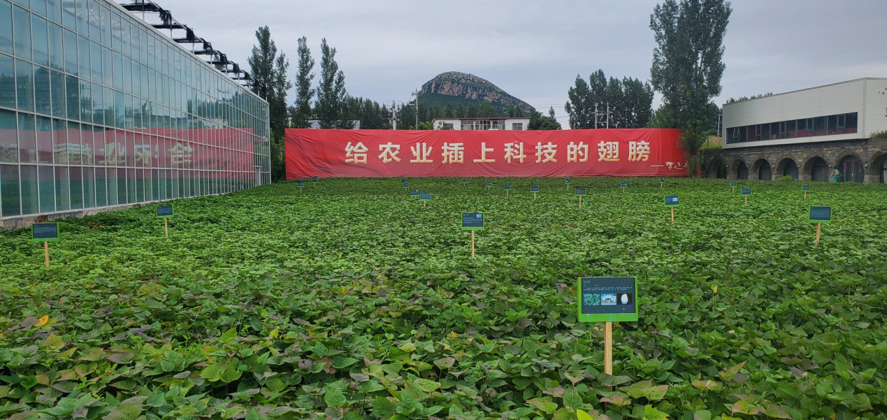 5 乡村振兴齐鲁样板“尼山鹿鸣”示范区实景图.png